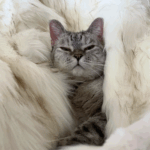 Screenshot 2025-07-06 at 17.12.46